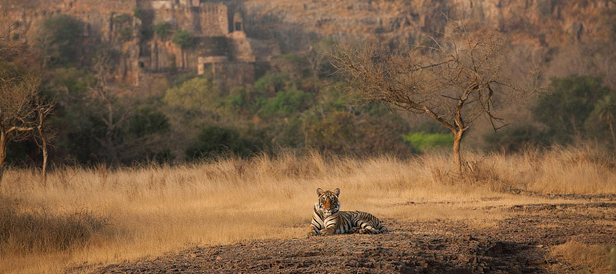 Sherbagh, Ranthambore [India]