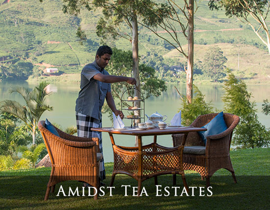 Amidst Tea Estates